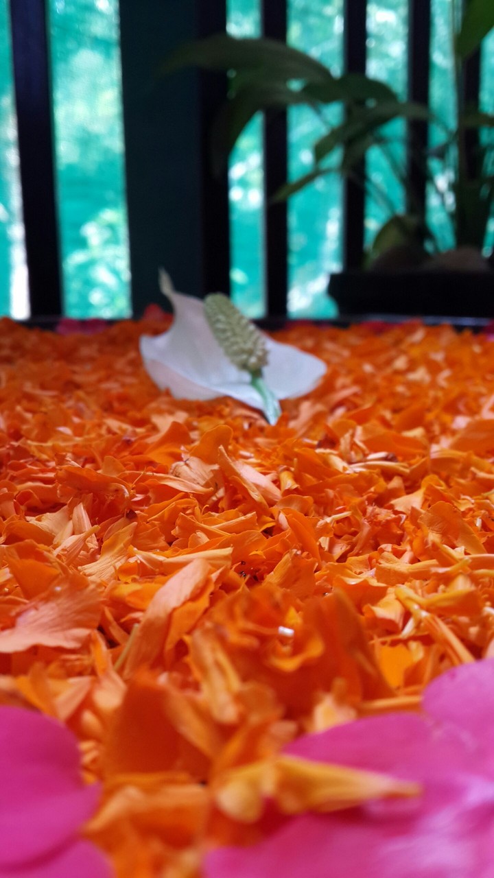 Flower Orange