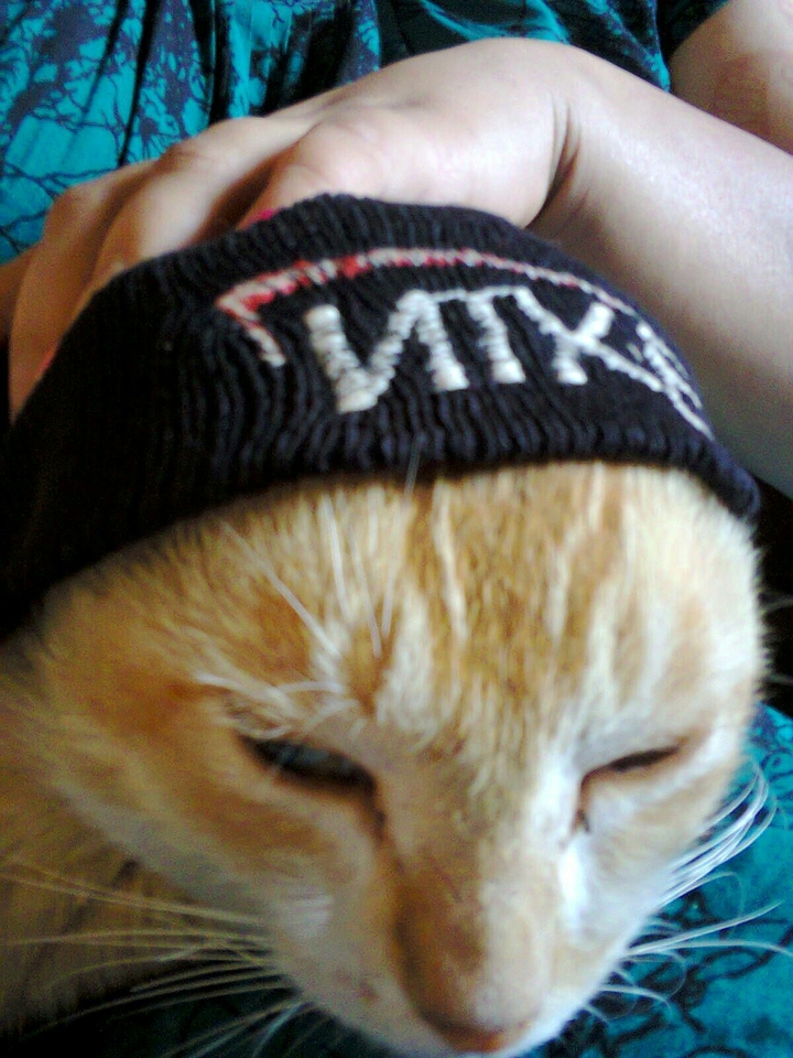yoo yoo cat