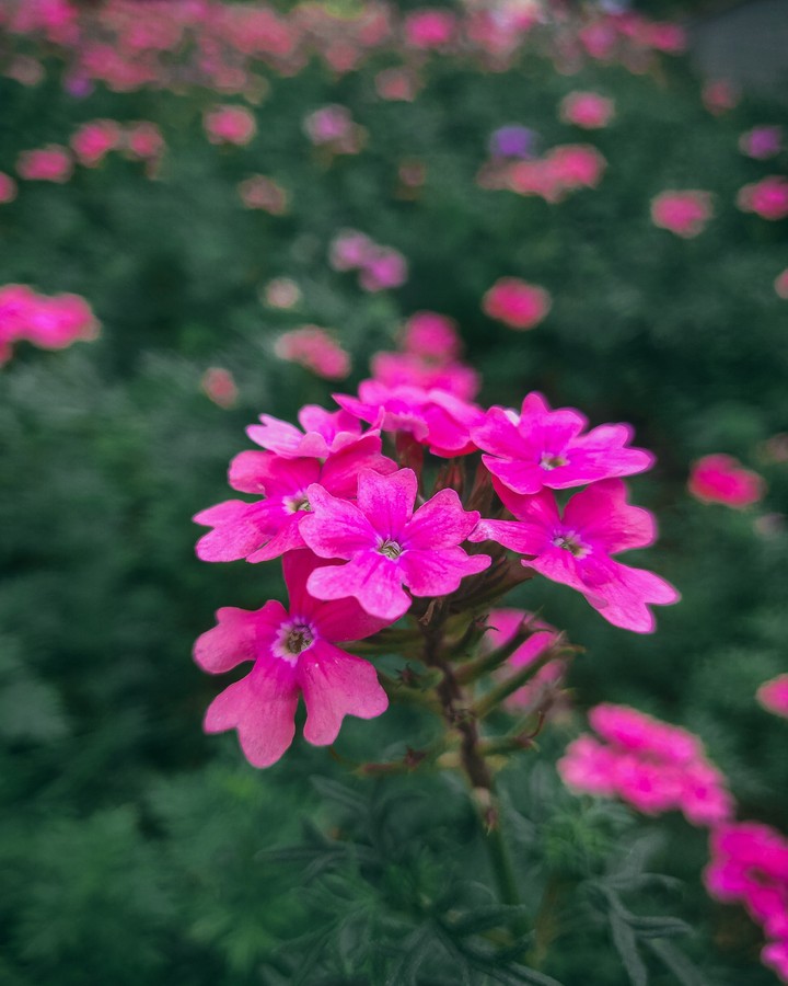 Macro Shot