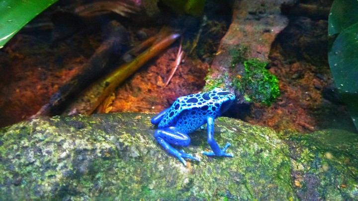 Blue Toad, Singapore Zoo