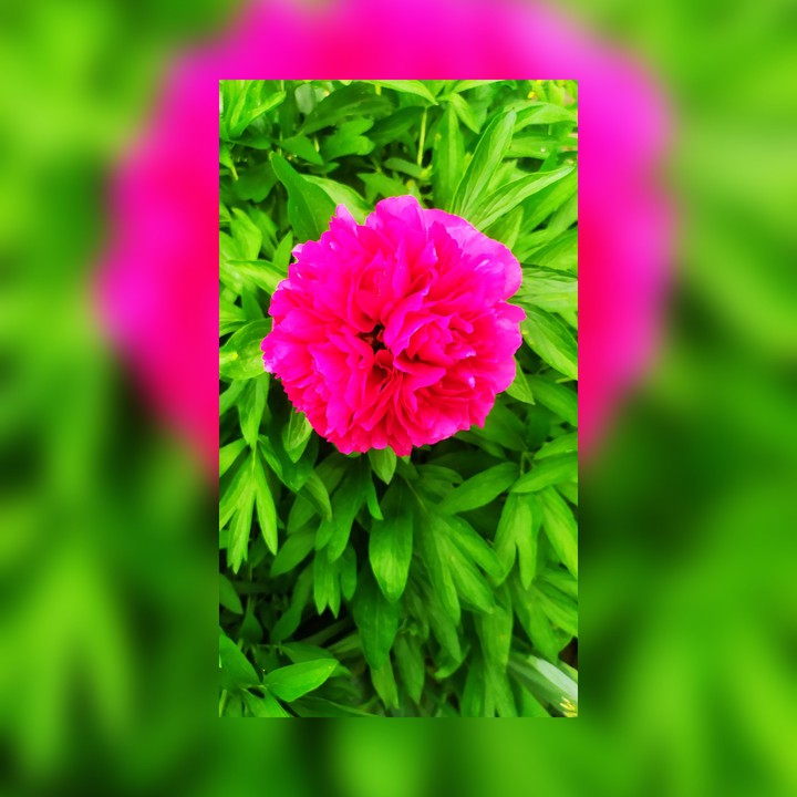 Fleur du printemps