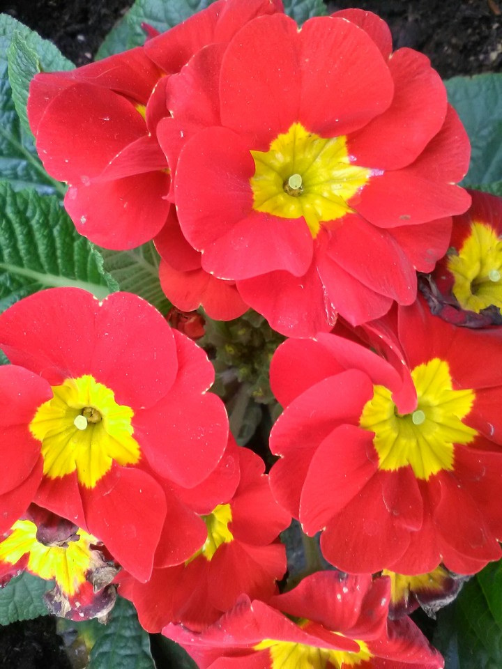 Red yellow