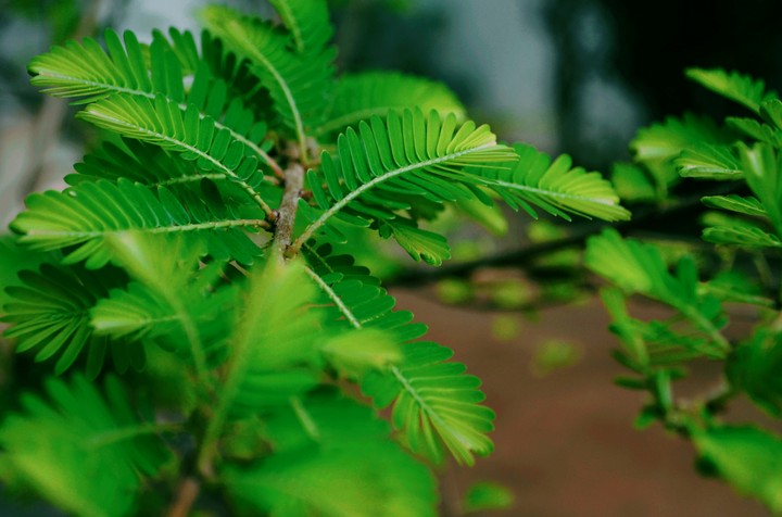 green leaves
