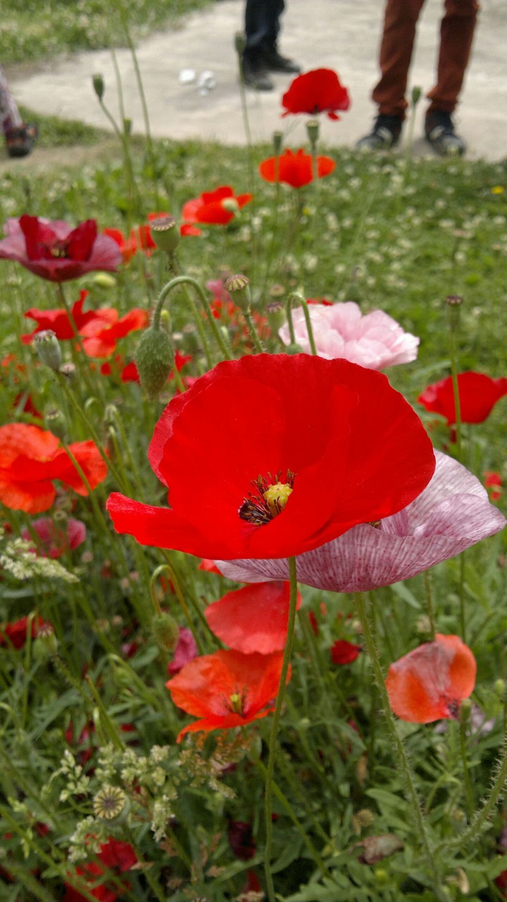 red flower