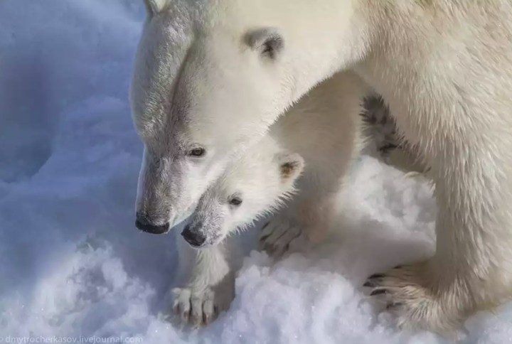 Polar bear
