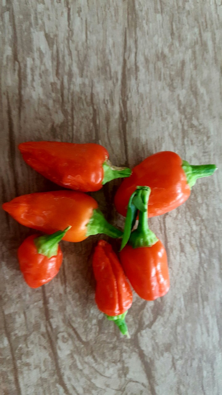 lovely pepper