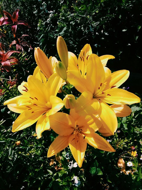 sfondi lilys, botany
