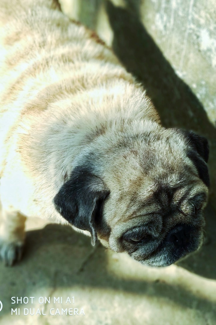 Huggy Puggy