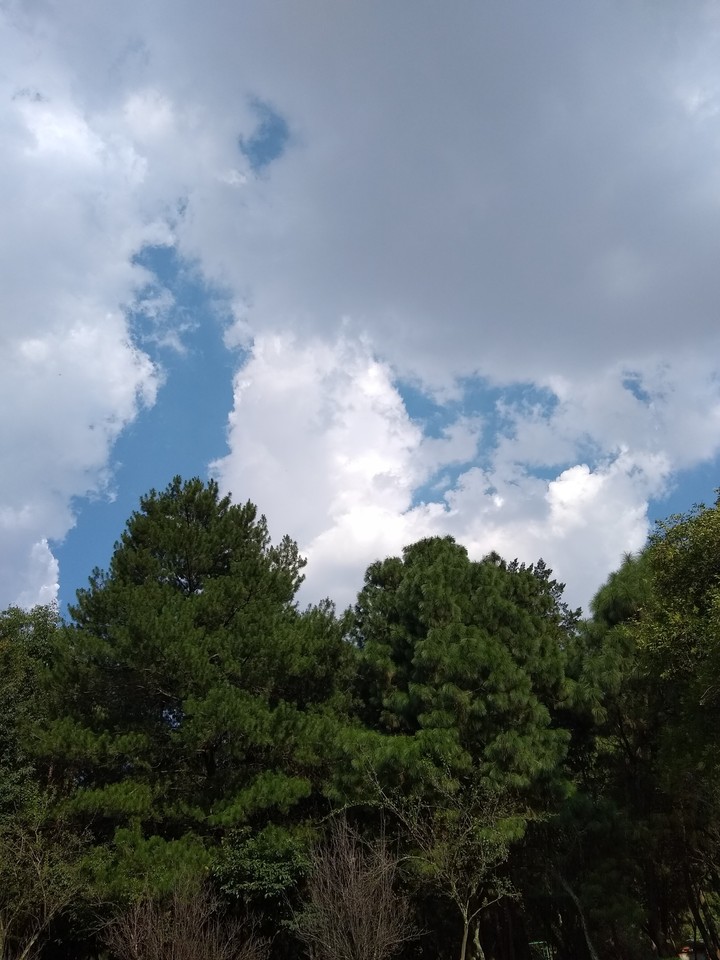 my own face inside the trees