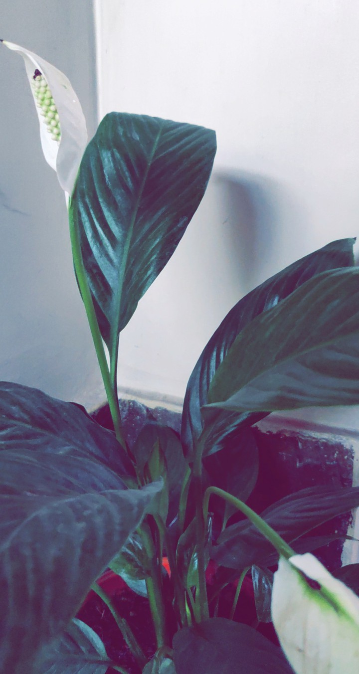 mY PLANT!