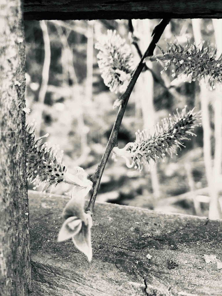 New life
