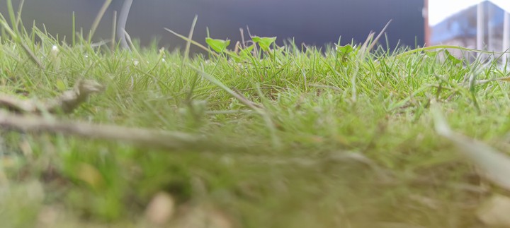 moss