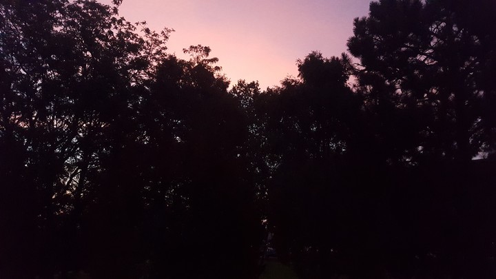 Dark trees and pink skies