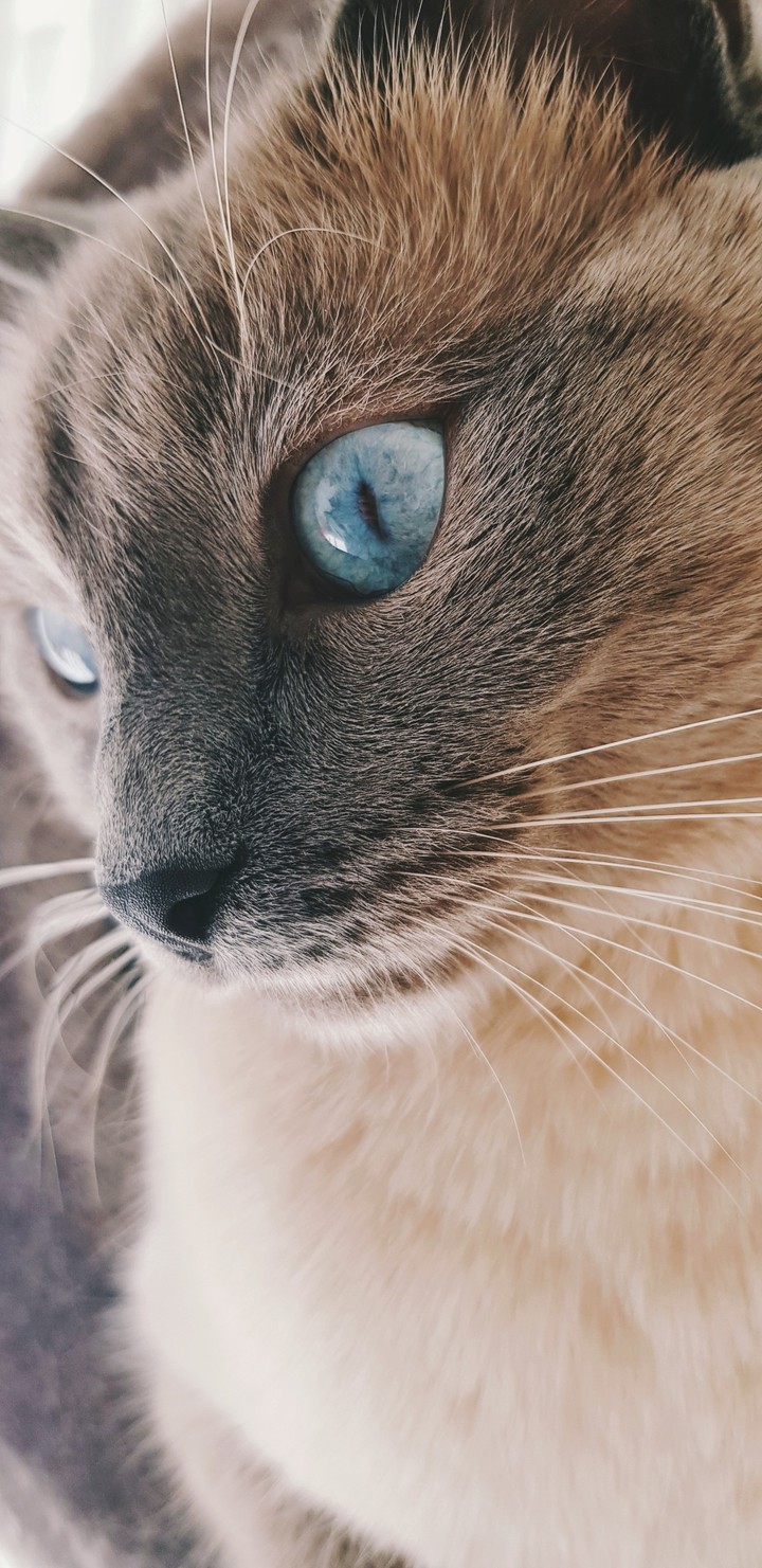 blue eyes