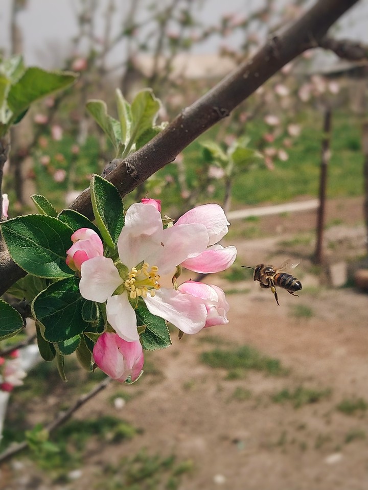 bee and flower...
