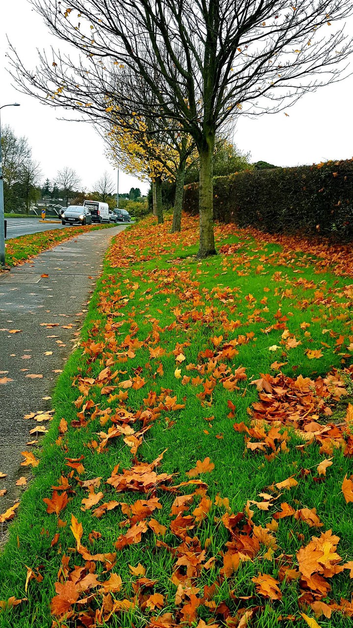 autumn