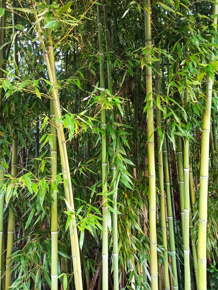 Bamboo