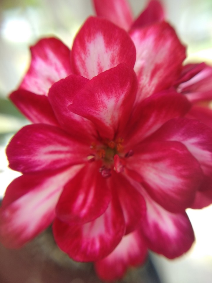 Petunia