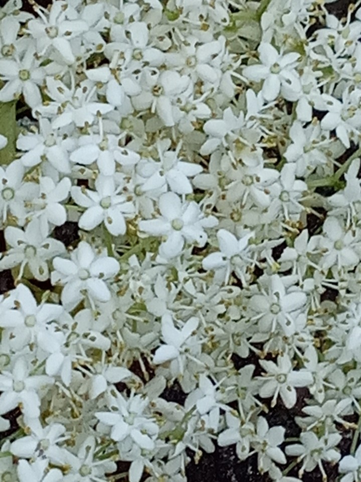 Some flowers