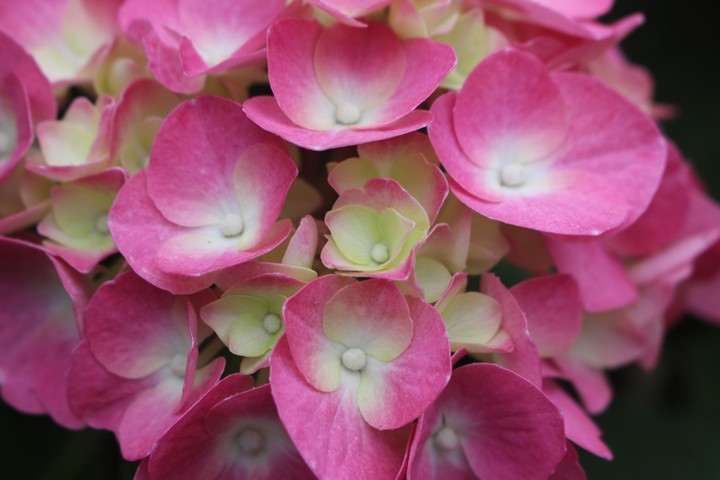 pink flowers