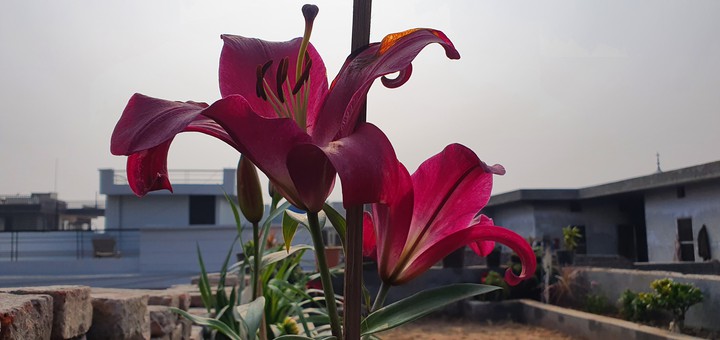 Flower