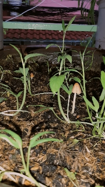 unwanted mushrooms