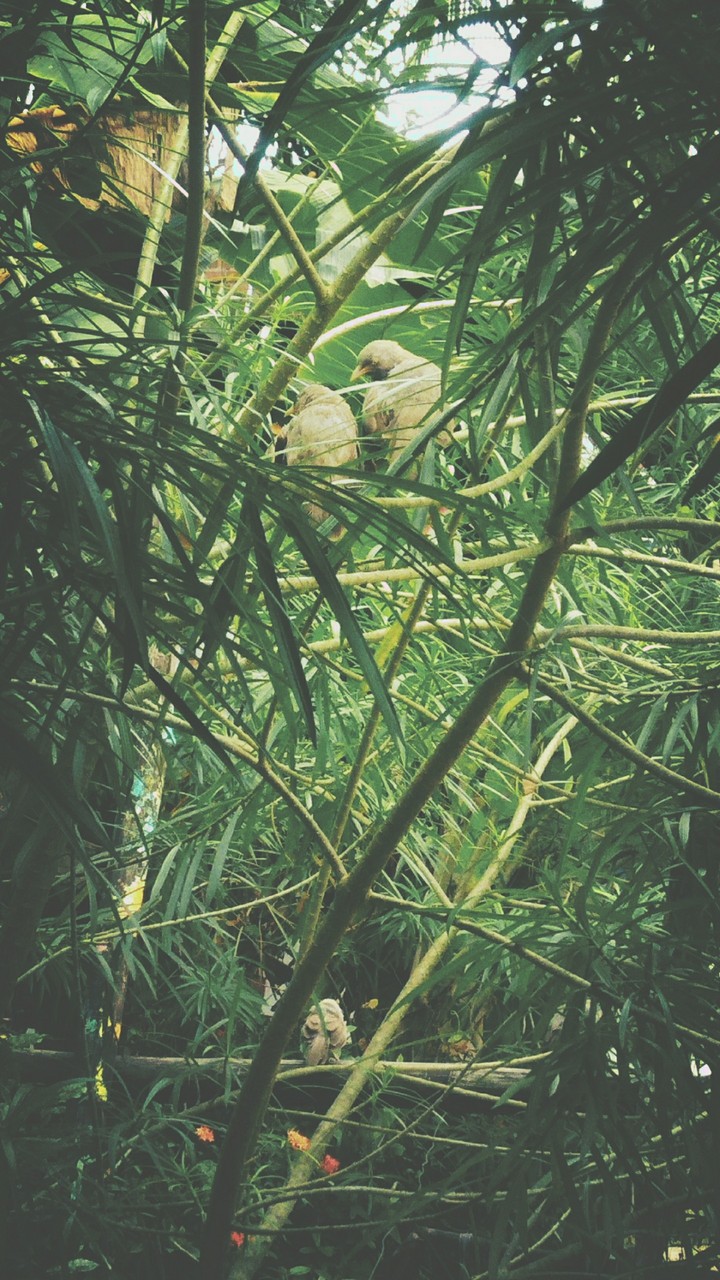 love birds
