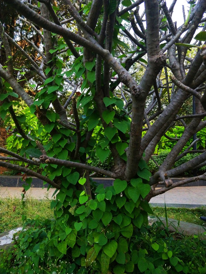 Branches
