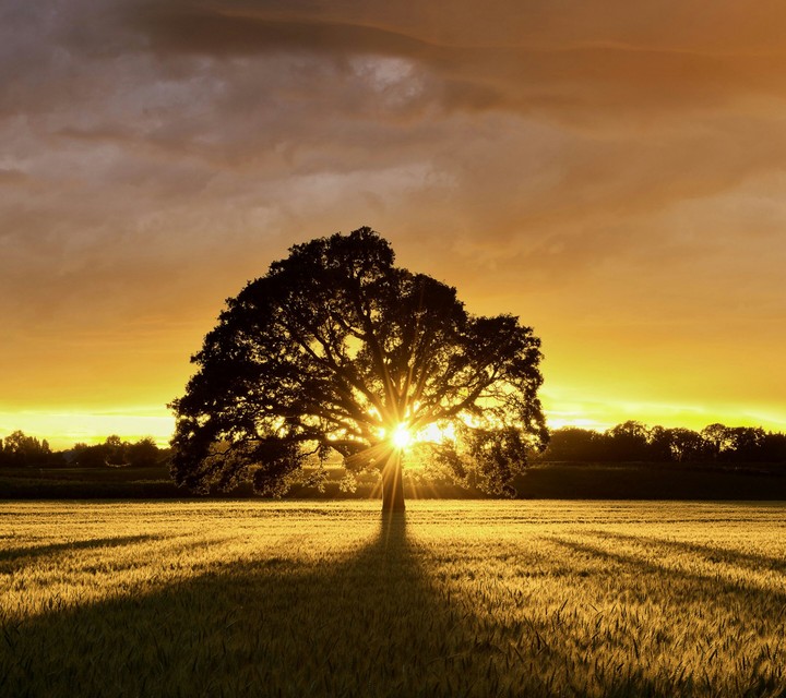 Tree Of Sunset
