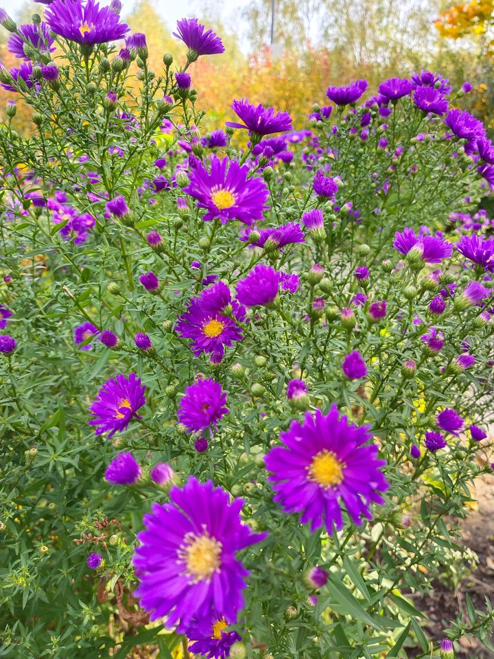 flowers