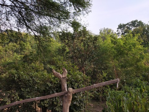 nature