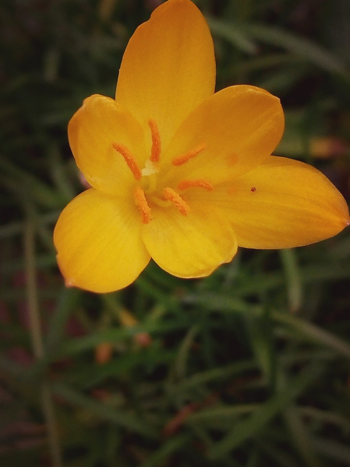 #brighout #yellowish orange #flower #capture #upload