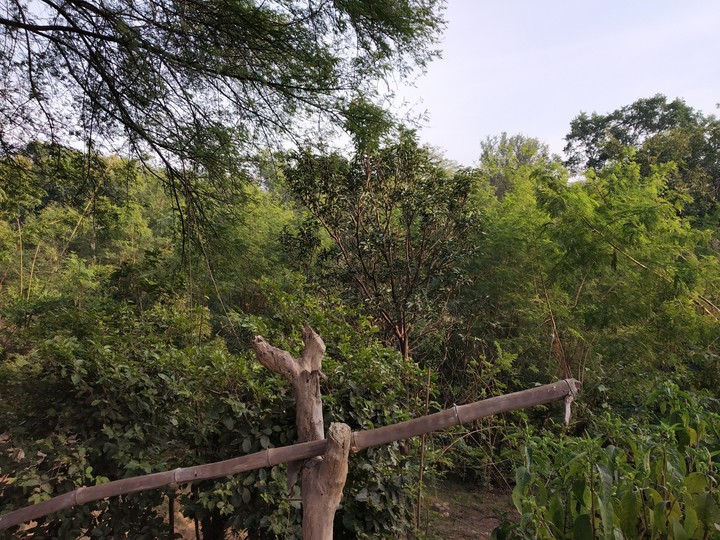 nature