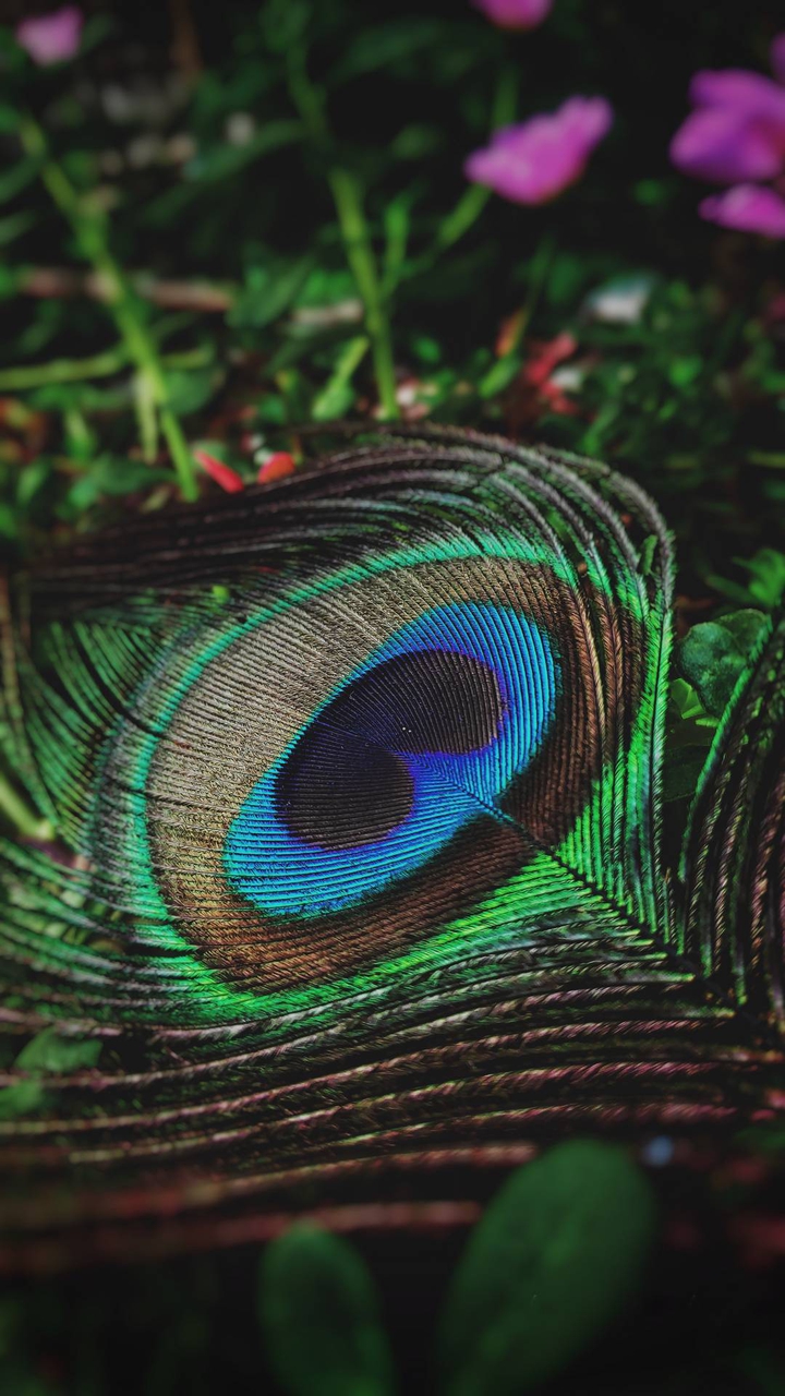 peacock feathers