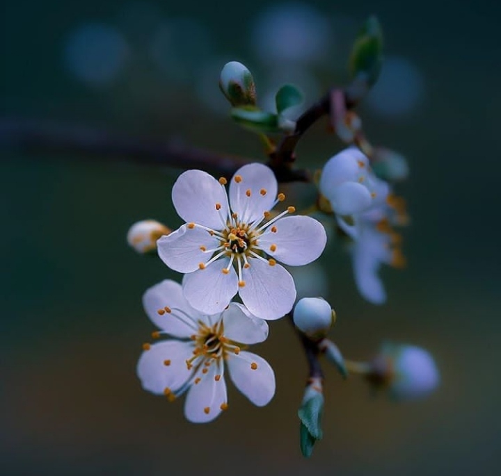 Spring