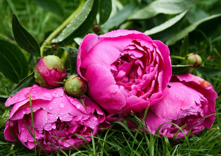 peonies