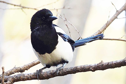 Magpie, feather वॉलपेपर