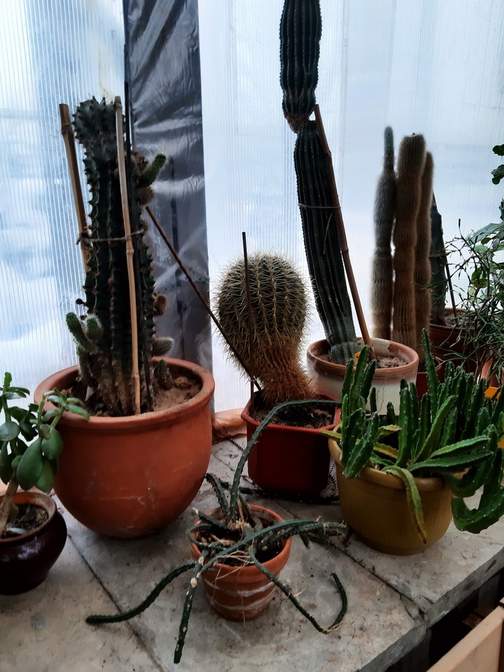 Tavrichesky garden greenhouse in St. Petersburg