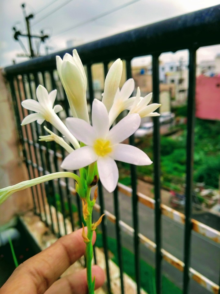 Indian Flower