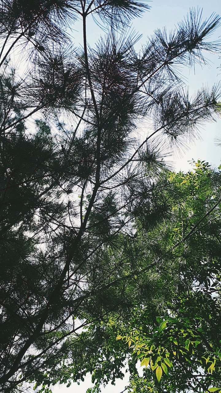 trees in summer