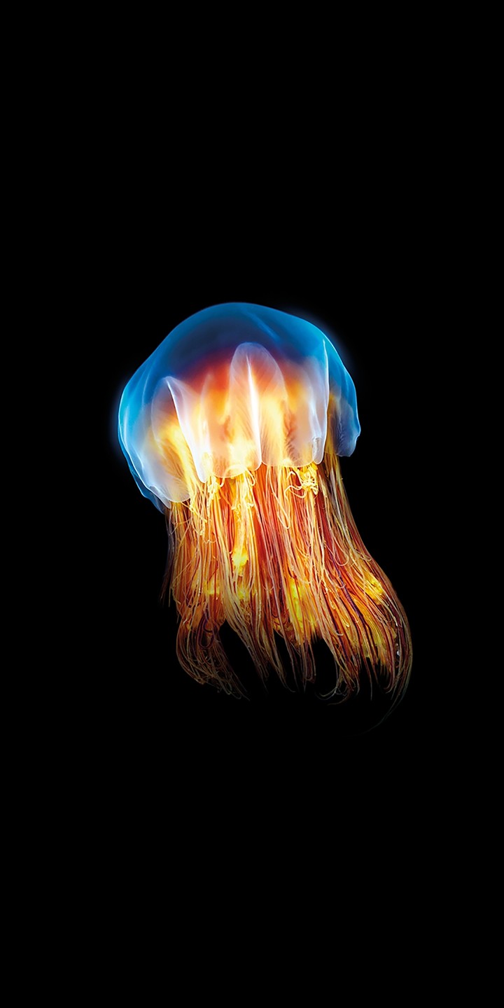 ossm jellyfish