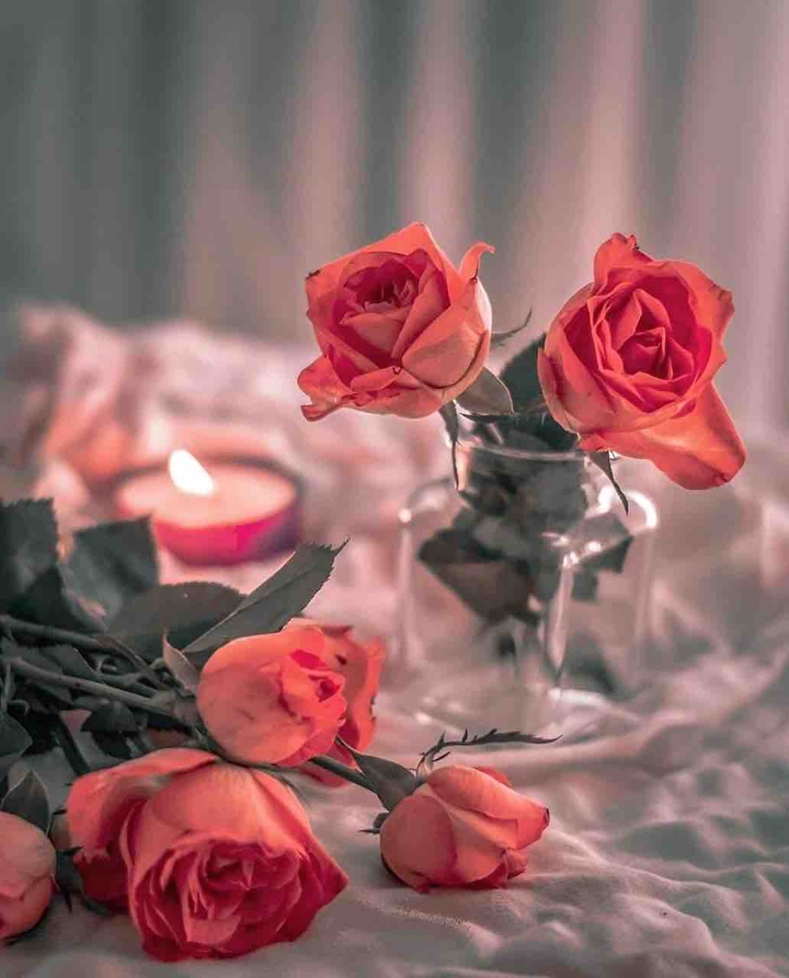 Rose is love