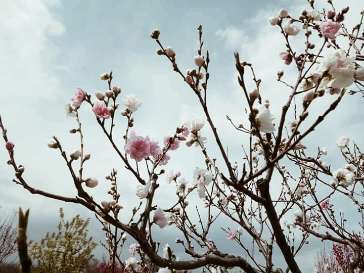 branches of flowers
