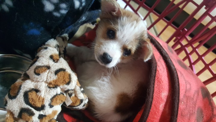 불쌍ㅎ
