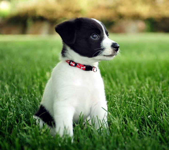 Cute Puppy