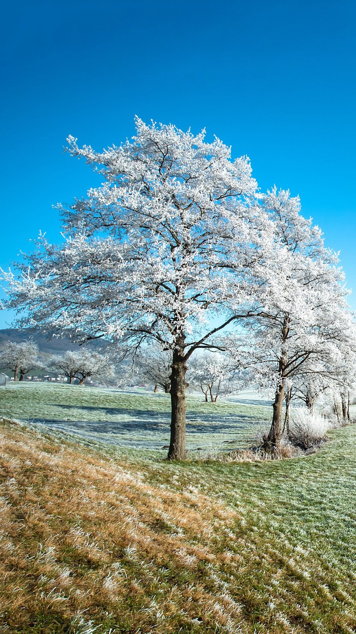tree