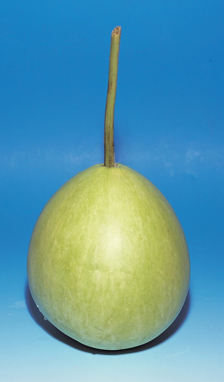 음식