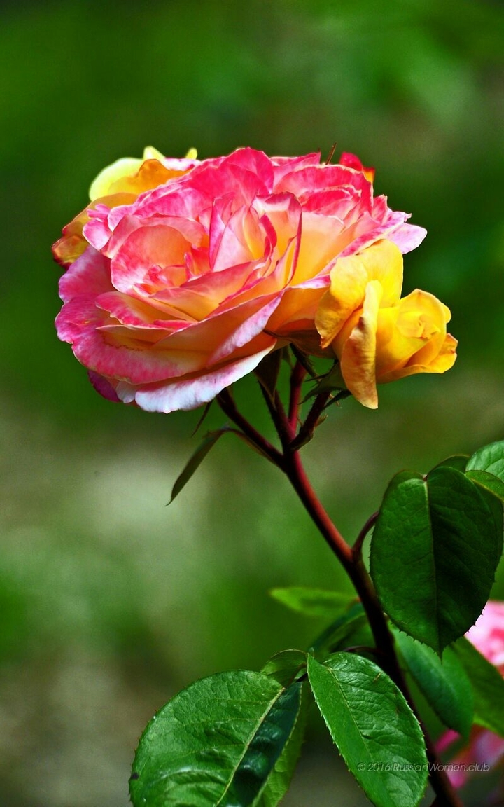 rosa