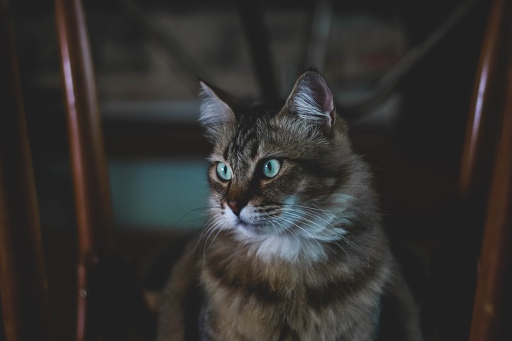 кот