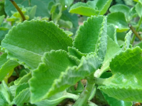 Greeny oregano